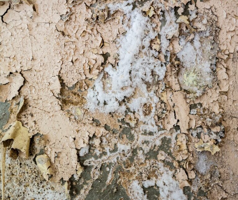 Lire la suite à propos de l’article Comment éliminer le salpêtre sur un mur intérieur ?