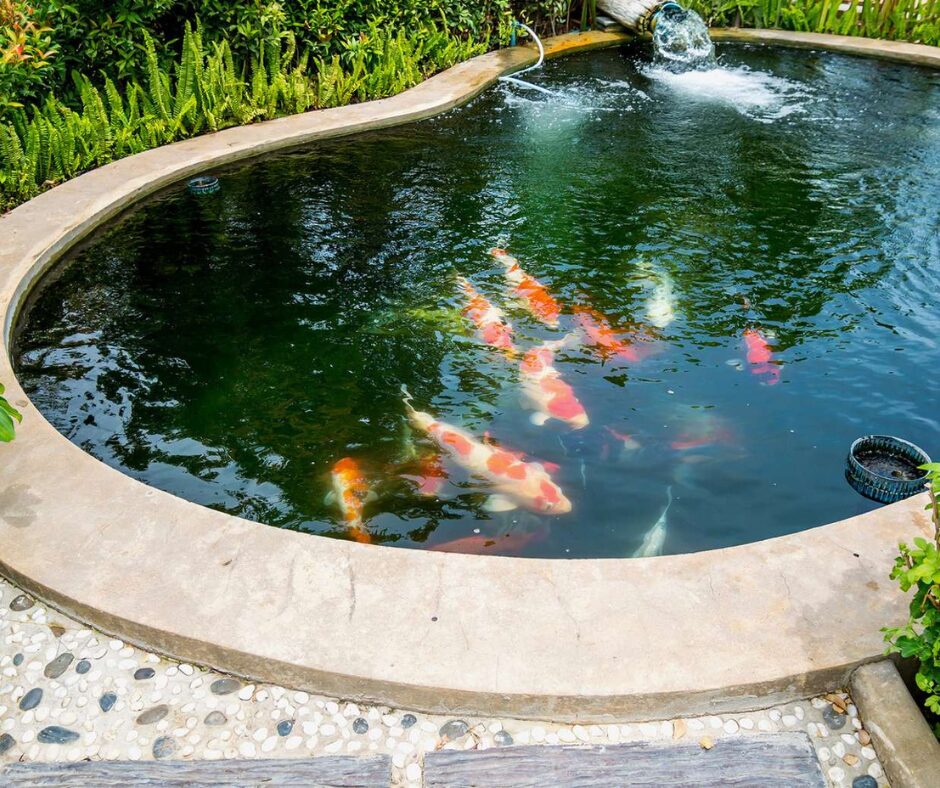 Lire la suite à propos de l’article Comment transformer une piscine en bassin à poissons ?