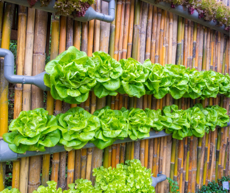 Lire la suite à propos de l’article Comment fabriquer un potager vertical ?