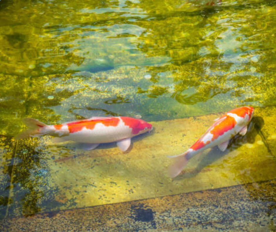 Lire la suite à propos de l’article Comment transformer un bassin en piscine ?